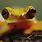 Frog Blinking GIF