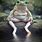Frog Sitting Down