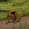 Frog in Shrek