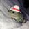 Frogs in Tiny Hats