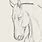 Front View Horse Face Sketch