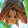 Fruit Bat Ebola