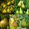 Fruit Pear Tree Varieties