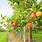 Fruit Tree Farm