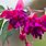 Fuchsia Color Flowers