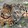 Full-Grown Bengal Cat