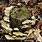 Fungus On Tree Stump