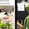 Funniest Kermit the Frog Memes