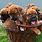 Funny Boxer Dog Puppies