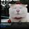 Funny Cat Image ID