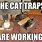 Funny Cat Trap Memes