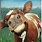 Funny Cow Paintings