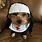 Funny Dog Halloween Costume Memes