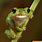 Funny Frog Animal