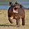 Funny Hippo Images