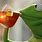 Funny Kermit Meme Sipping Tea