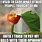 Funny Kermit Meme Tea