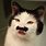 Funny Mustache Cat