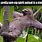 Funny Sloth Sayings