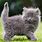 Fuzzy Grey Kitten