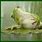 GIF of Frog Cute