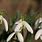 Galanthus Curly