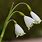 Galanthus Snow