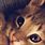 Galaxy iPhone Wallpaper Cute Cat