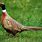 Game Birds Pheasant