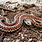 Garden Garter Snake