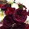 Garden Rose Burgundy