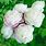 Gardenia Peonies