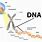 Gene DNA Chromosome Relationship