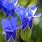 Gentian Flowers Blue Background