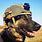 German Shepherd Military Dog