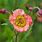 Geum Varieties