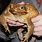 Giant Cane Toad