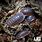 Giant Canyon Isopods