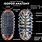 Giant Isopod Anatomy