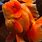 Giant Oranda Goldfish