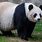 Giant Panda Bear Facts