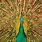 Gold Peacock Wallpaper