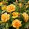 Golden Beauty Rose