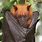 Golden Crown Flying Bat