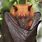 Golden Flying Fox Bat