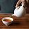 Gong Fu Tea Pouring