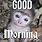 Good Morning Monkey Meme