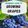 Grape Planting Guide