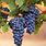 Grapes Bunch Vine