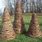 Grapevine Cone Tree